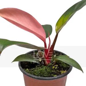 핑크콩고 필로덴드론 콩고 깨끗한 백색 무늬 실내 공기정화 인테리어 화분