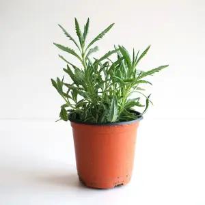 라벤더 모종 소형 화분 허브 라벤다 꽃 잎 키우기 향기나는 식물