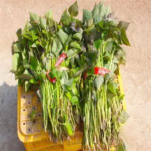 갤러리아 [착한식탁]잘자란 해남 꿀고구마 모종 20kg (오전8시 이전 결제건