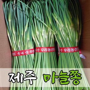 제주 햇 마늘쫑 한달만수확 최상품 2kg 장아찌 무침 볶음 추천