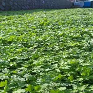 갤러리아 해풍 맞은 거문도 노지 햇쑥 생쑥 500g /제철