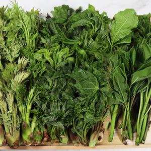 청송 봄나물 참두릅 / 엄나무순 / 오가피순 1KG 향좋은