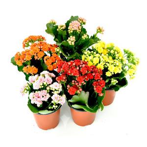 카랑코에 칼란디바 5개 홑꽃 겹꽃 공기정화식물 사계절꽃