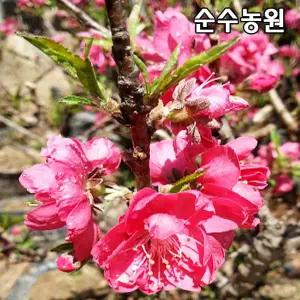꽃복숭아나무 묘목, 남경도(색상랜덤) 접목2년 뿌리묘 1개/남경화/관상수