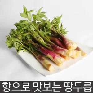 봄내음 가득한 봄철 대표나물 땅두릅 300g 500g 1kg