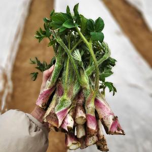 리원농장 매일수확 봄나물 두릅 땅두릅 1kg/2kg 농가발송