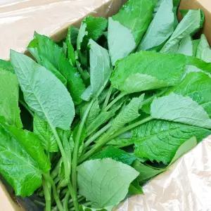 (햇살농원) 강원_정선 곤드레나물 2kg & 곰취(곤달비)나물 1kg_선택구매_산지.당일수확