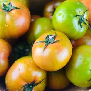 국내산 달큰짭짤 강동 토마토 5kg 대저 완숙 토마토 당일수확