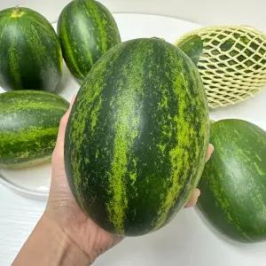 달달하고 아삭한 고령 파파야 메론 2kg 개구리 참외 제철과일 멜론