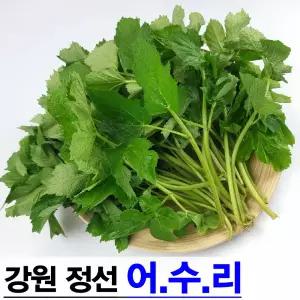 강원 정선 노지 생 어수리나물 1kg 어수리 제철 봄나물 산나물