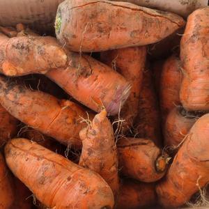 국내산 흙당근 4.5kg/9kg 쥬스용/못난이/실속형/하우스당근