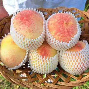 국내산 하우스 복숭아 신선과일 당도선별 2kg 내외