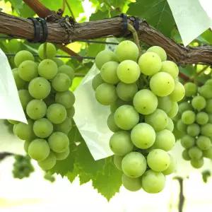 톡 터지는 경북 김천 샤인머스캣 달콤한 고당도 프리미엄 포도 특등급 1.2kg (1수)