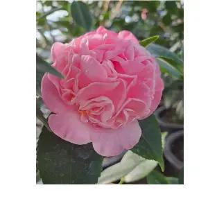 겹서향동백나무(한목대) 아무지게 나온아이에요 높이 15~30cm