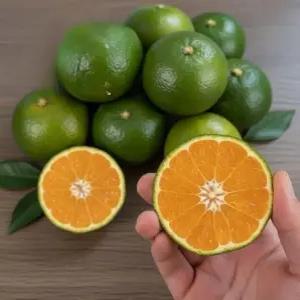 동명 제주 노지 감귤 조생 청귤 로얄과 당도 선별