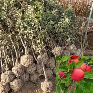사과나무 묘목 (홍로) 결실주 R3전후 분묘 이중접목 과수 유실수