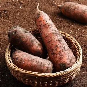 제주 구좌 흙당근 3kg 왕특) 外 크기별 중량별