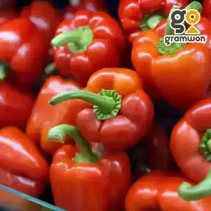 파프리카 빨강 5KG 못난이 피망 빨간 국내산