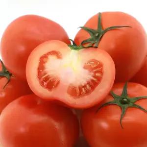 [오늘의 토마토] 완숙 토마토 햇살을 머금고 익은 진짜 완숙/ 주스용(못난이) 2kg