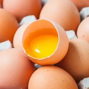 [농부들의수확][HACCP 인증] 당일산란 무항생제 계란 무정란 30구(특란)