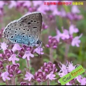 크리핑 타임 씨앗 15립 라벤더 희귀