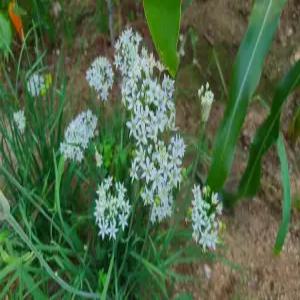 토종 부추씨앗 / 조선부추씨앗 2000 립, 1개 채소씨앗 약초씨앗 야생화종자(jg)