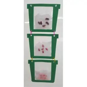 초등과학 강낭콩 호박시 옥수수씨 식물키우기 실험키트 학생용 집중력 창의융합교육