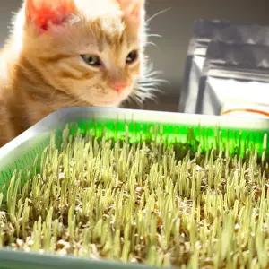 고양이 풀씨 씨앗 수경재배 그라스 반려묘 고양이 풀 키우기 보리 반려동물 건강 영양 급식 사료 채소 간식