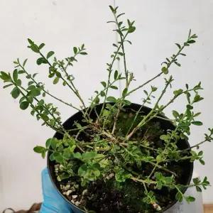 골담초 애기골담초 노란꽃나무 봄꽃 울타리식물 관상수 정원수 B02