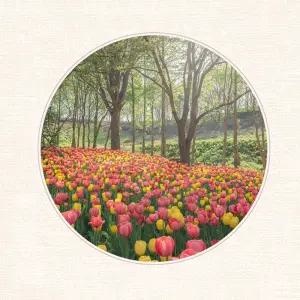 [충남] 2026년 백만송이 튤립수선화 축제 피나클랜드 봄꽃 대향연~/봄꽃축제/충남가볼만한곳/테마파크