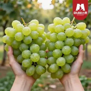씨없는 고당도 어텀크리스피 애플 청포도 (1~2수) (900g)