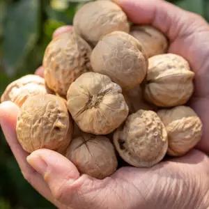 맘앤맘 2025년 프리마베라 미국산 햇 피호두 1kg 호두 대용량