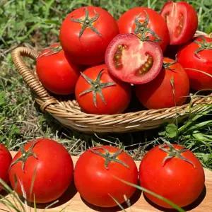 담은농가 완숙 토마토 중소과 3kg / 유럽종 정품 신선보장