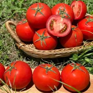 담은농가 완숙 토마토 중과 3kg / 유럽종 정품 신선보장