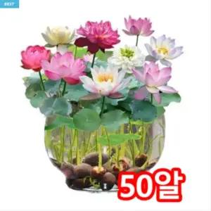 연꽃 씨앗 수련 식물 관상용 수경 재배 미니 연꽃 연못 수련꽃 연씨 키우기 50알