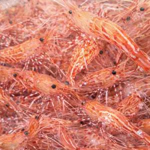 활 독도새우 500g 20~30미 도화 꽃새우 구성