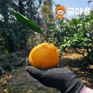 귤마을 제주 감귤 오렌지 청견 9kg 혼합과
