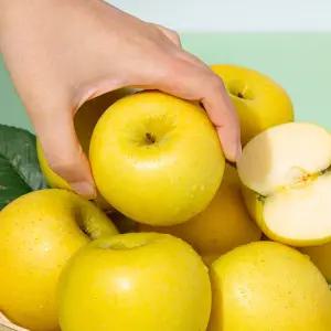 [더조은푸드] 황금사과 시나노골드 가정용 10kg(33~46과)