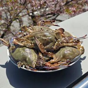 무더기 선동 대암꽃게 5kg