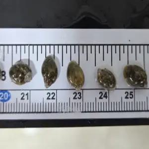 물달팽이 10마리