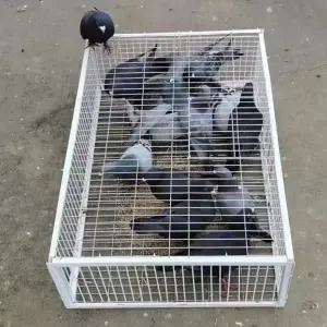 비둘기 포획틀 덫 포획 새덫 사냥 동물 철제 대형 포획망 퇴치망