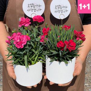 (출고일지정가능) 1+1 어버이날 생화 향 카네이션 화분 세트 스승의날선물 카네이션선물 생화택배