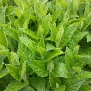 초석잠모종 10개 (트레이 10구) 골뱅이형 초석잠 모종