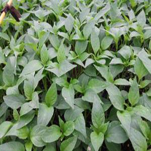 청양고추모종 10주(10개)/청량고추/매운고추