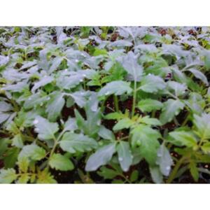 대추방울토마토모종 10개 (트레이 10구) 빨강 노랑 대추 방울 토마토