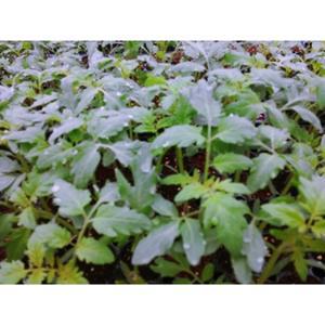 대추방울토마토모종 5개 (트레이 5구) 빨강 노랑 대추 방울 토마토