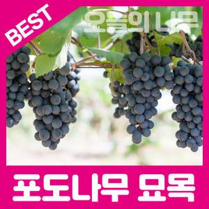 최상의 품종  포도묘목/거봉 머루 캠벨 샤인머스켓 가지포도 다양한품종 판매중