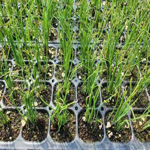 (모종파머스) 부추모종 40포기 텃밭 쌈채소기르기 차이나벨트