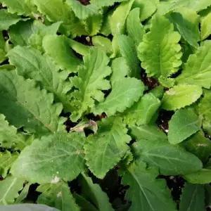 엉겅퀴모종 10개 (트레이 10구) 토종 가시 엉겅퀴 모종