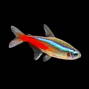 [조스아쿠아]열대어, 네온 테트라 10마리